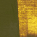 ATELIER INTERACTIVE Atelier Interactive Green Gold