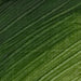 LANGRIDGE OILS LANGRIDGE Langridge Oil Terre Verte